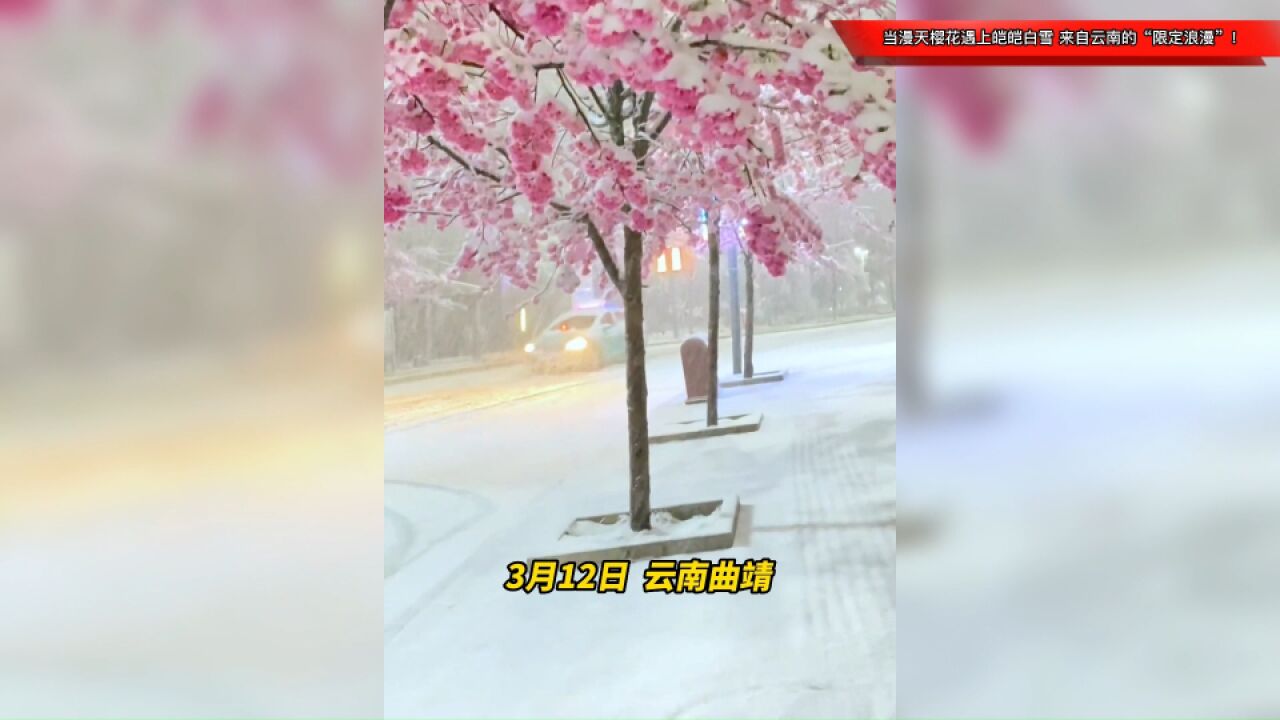 当漫天樱花遇上皑皑白雪,来自云南的“限定浪漫”!网友:不小心误入仙境