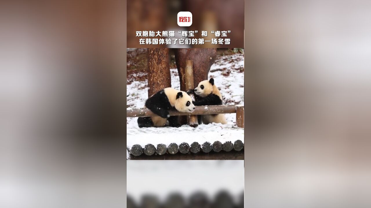 双胞胎大熊猫“辉宝”和“睿宝”在韩国体验了它们的第一场冬雪