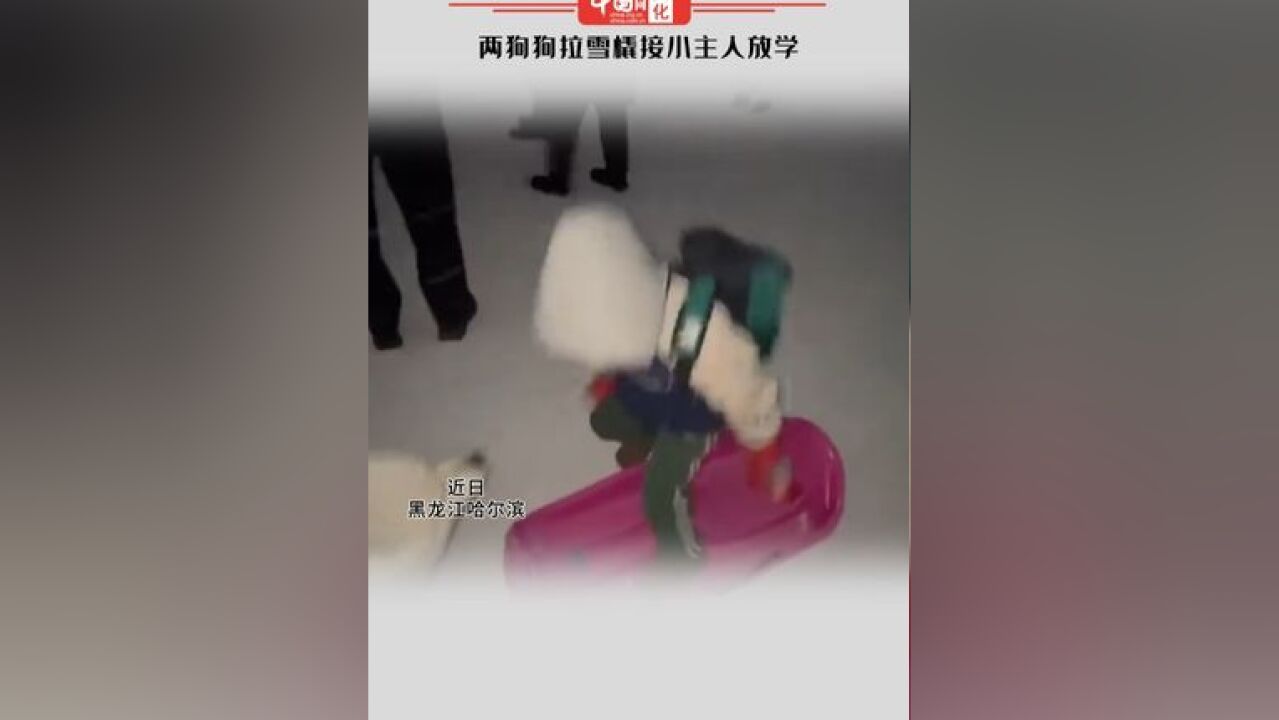 两狗狗拉雪橇接小主人放学