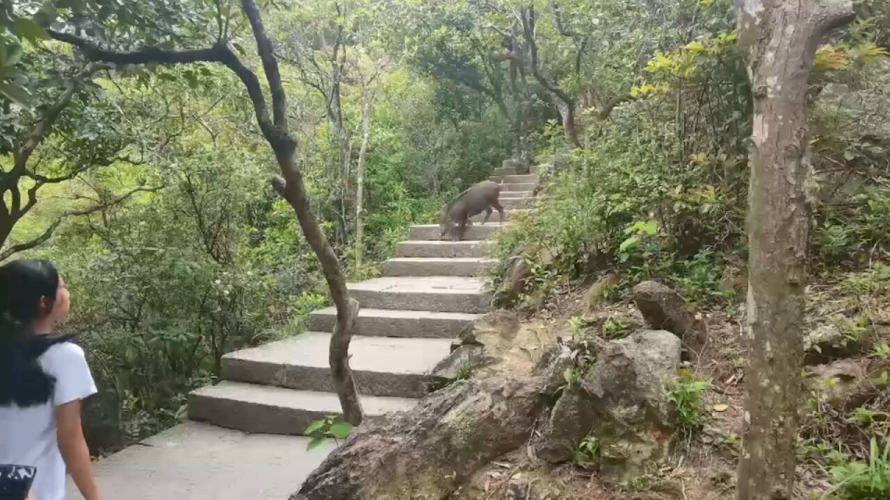 游客风景区登山竟遇上野猪“拦路”?景区:远离就行,不会攻击人