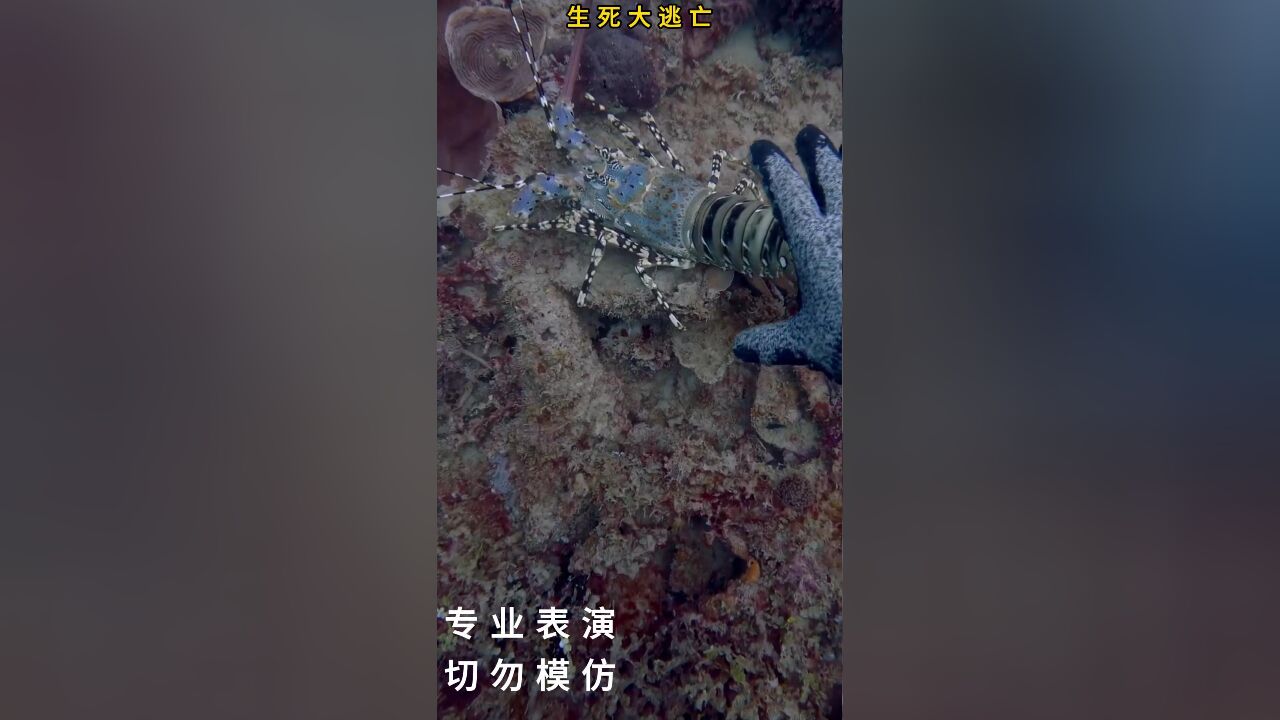 好有趣!小伙海底抓大龙虾,龙虾不认命上演生死大逃亡仍难逃黑手