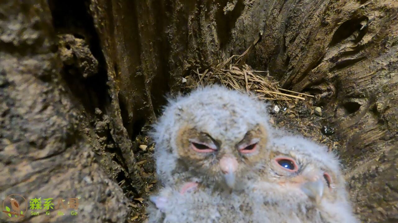 猫头鹰幼崽的眼睛像蓝宝石,非常漂亮