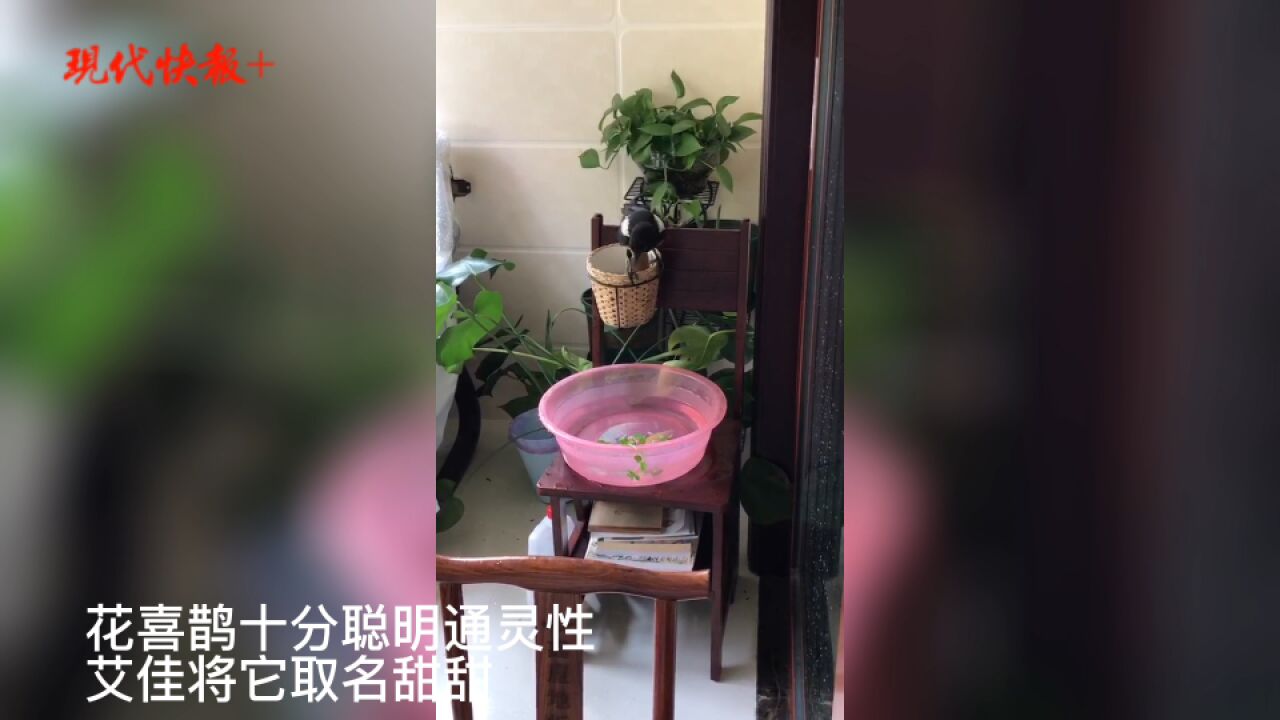 与鸟为伴:一年救助十余只鸟儿,她与它们的故事这样开始