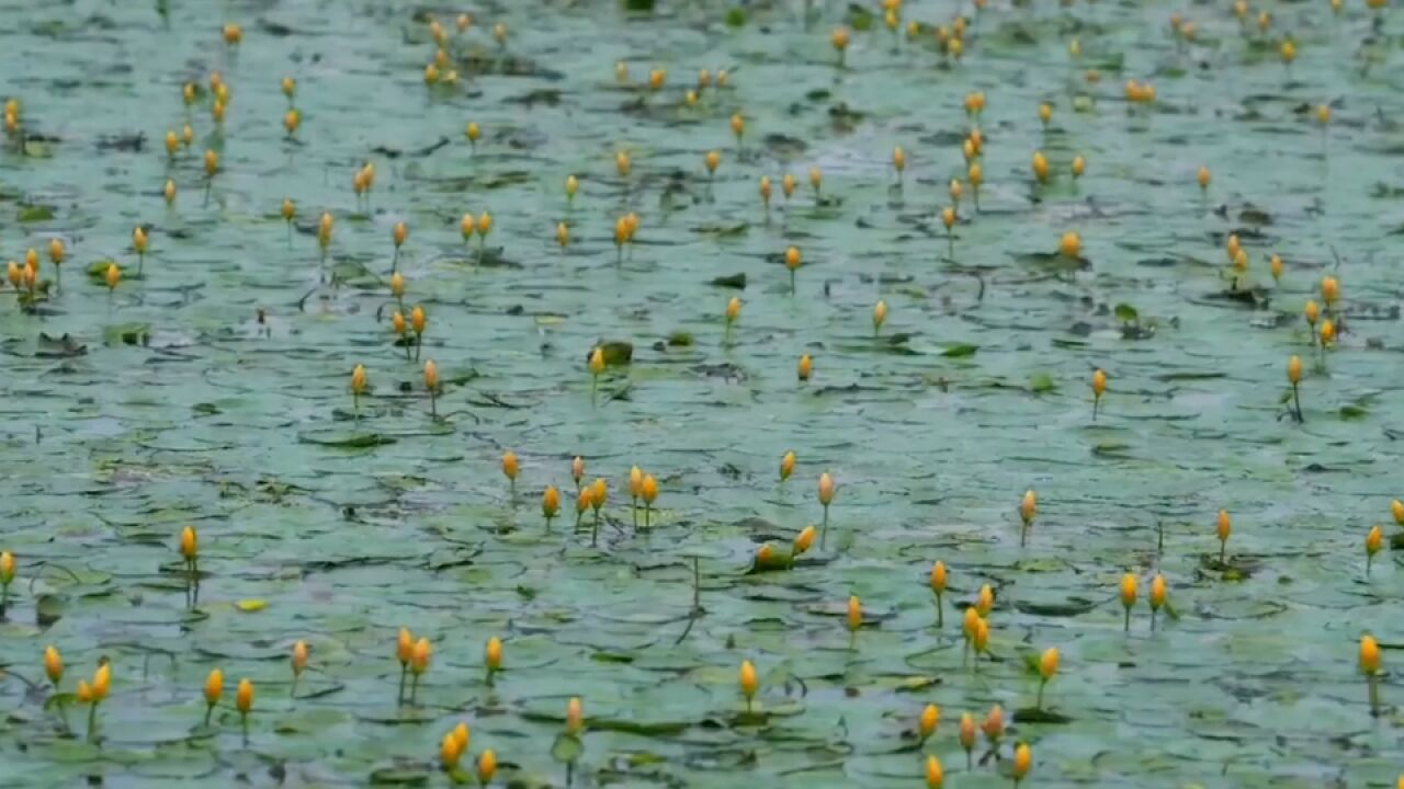 惊艳!摄影师延时记录荇菜花绽放,犹如渐次亮起的灯盏