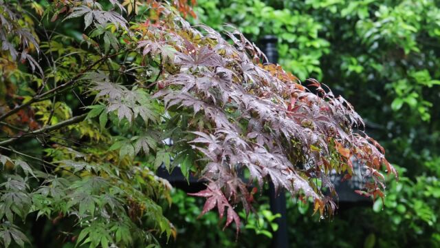 春末夏初,去龟山公园听一场雨吧!这是武汉最惬意的公园之一