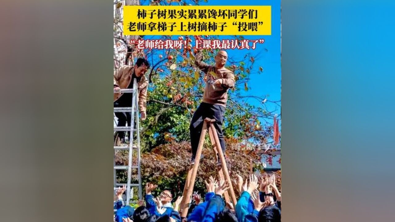 11月29日,浙江丽水,校园里的柿子树果实累累馋坏同学们,老师拿梯子上树摘柿子“投喂”:老师给我呀!上课我最认真了!”