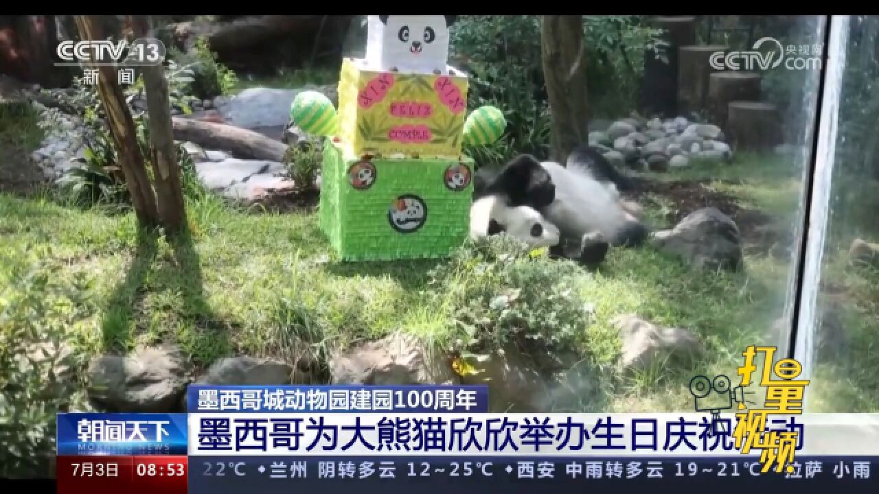 墨西哥城动物园建园100周年,为大熊猫欣欣举办生日庆祝活动