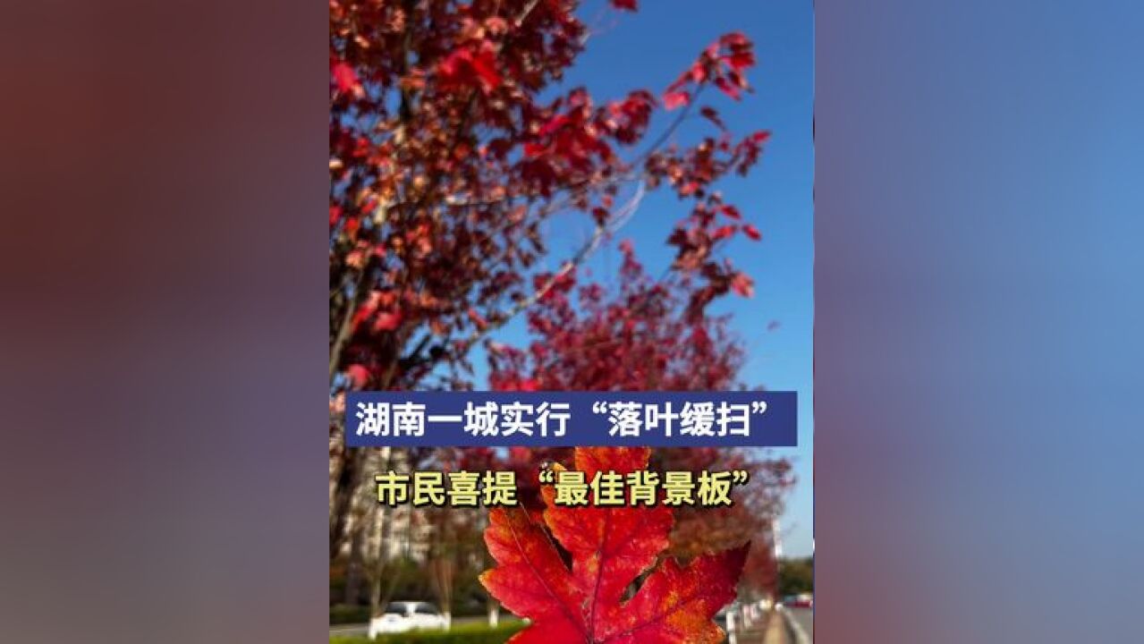 湖南一城实行 “落叶缓扫”,市民喜提“最佳背景板”