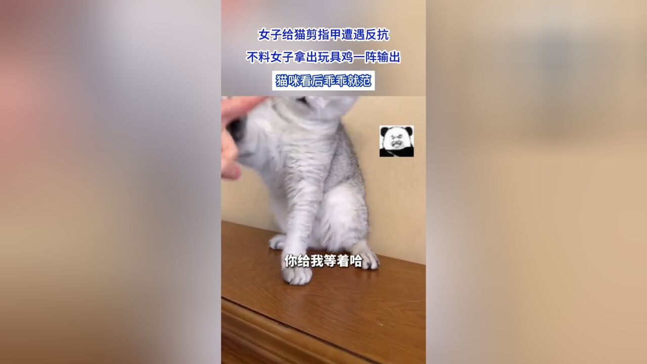 女子给猫剪指甲遭遇反抗,不料女子拿出玩具鸡一阵输出