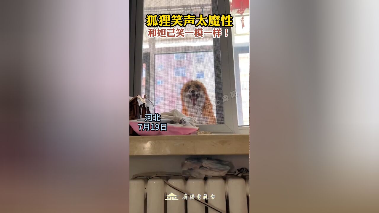 狐狸笑声太魔性,和妲己笑一模一样!