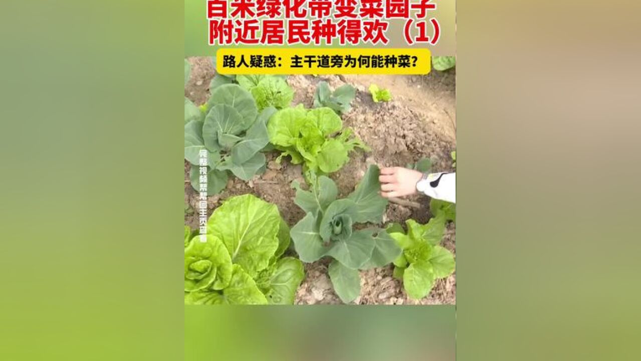 百米绿化带变菜园子,附近居民种得欢,路人疑惑:主干道旁为何能种菜?