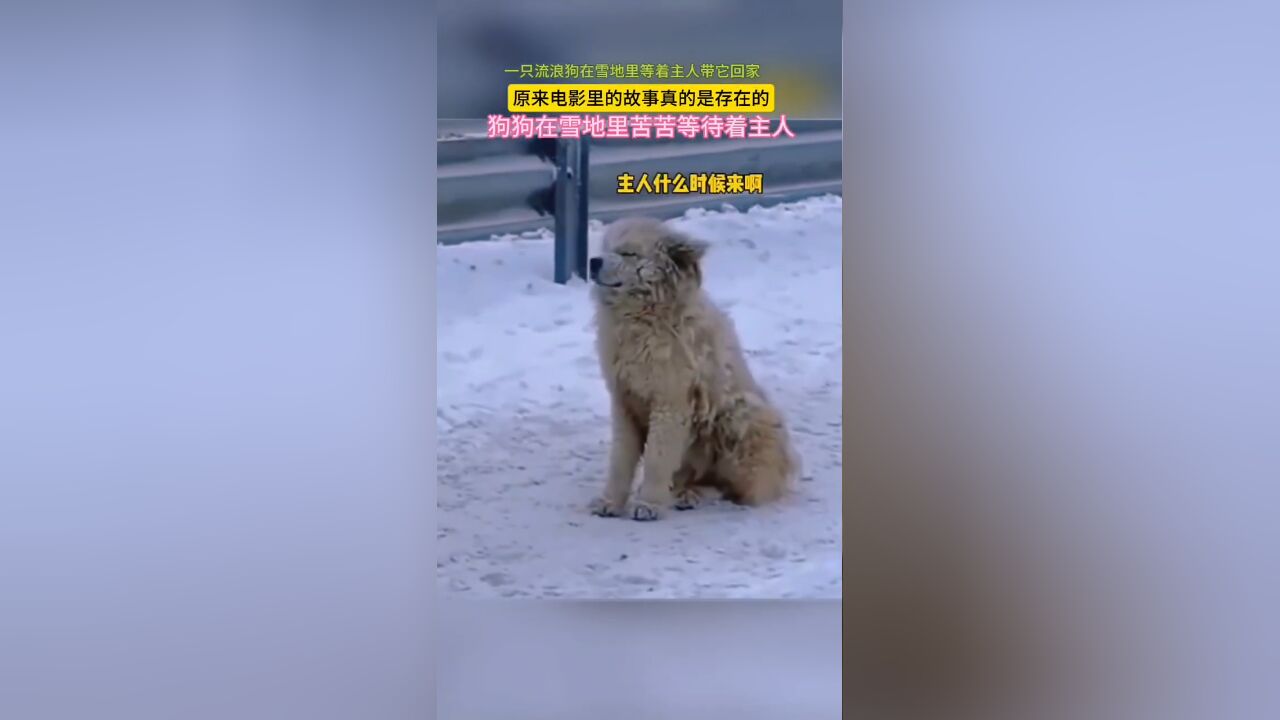 一只流浪狗在雪地里等着主人带它回家,原来电影里的故事真的是存在的,狗狗在雪地里苦苦等待着主人.