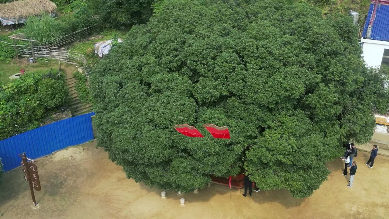 武汉“桂花王”300岁!