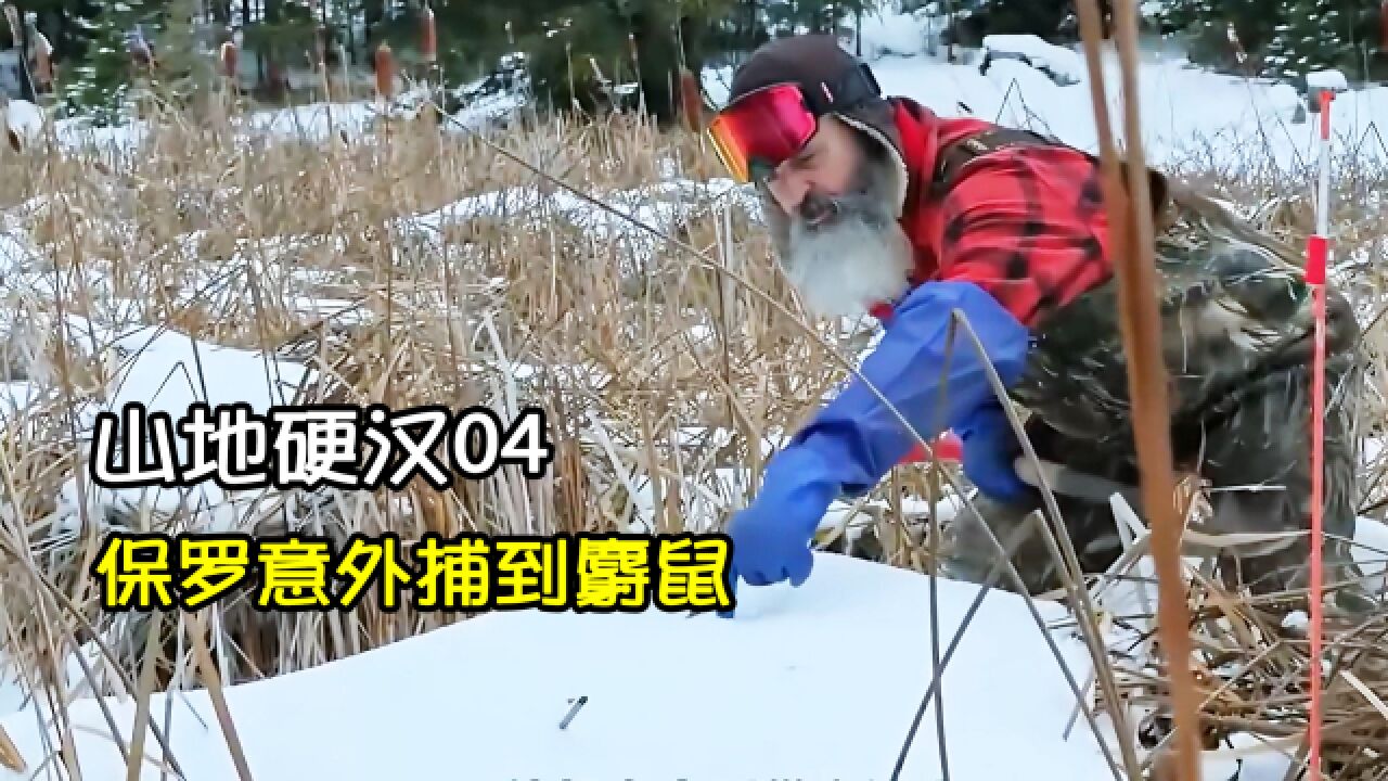 保罗捕捉海狸意外收获麝鼠|山地硬汉04