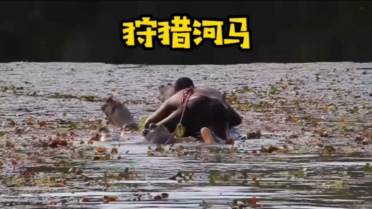 国外合法狩猎河马