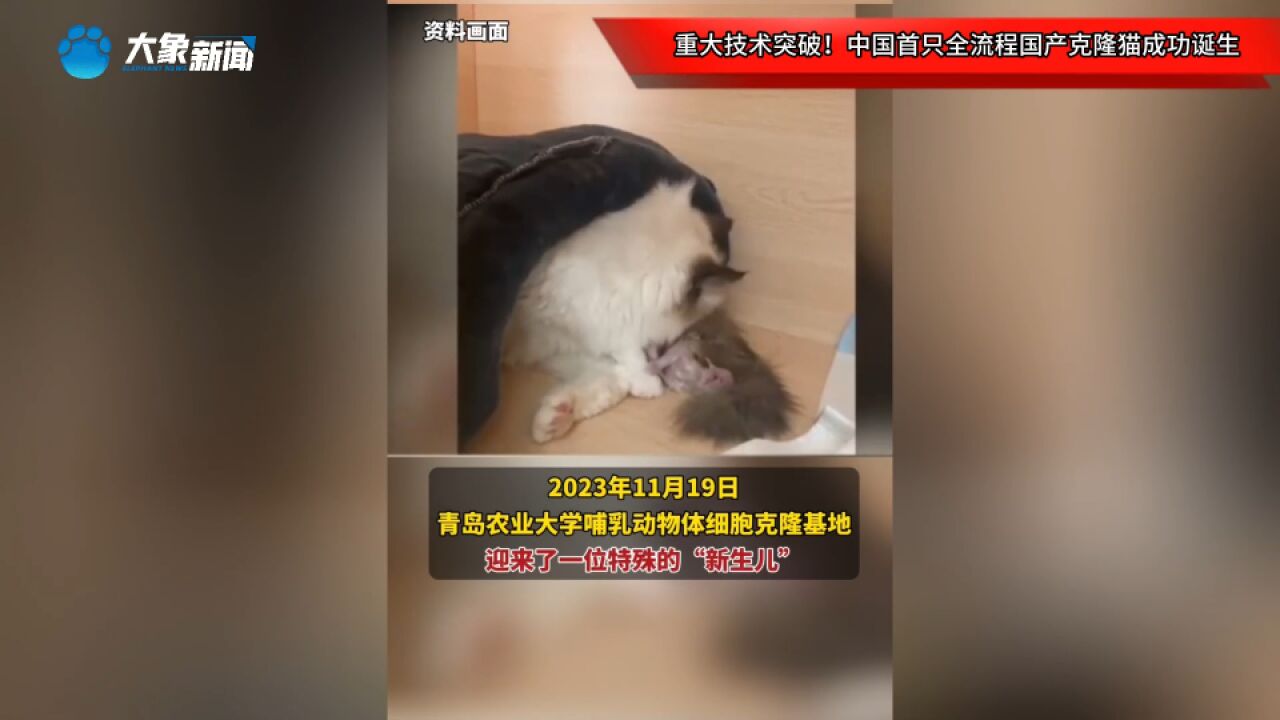 重大技术突破!中国首只全流程国产克隆猫成功诞生