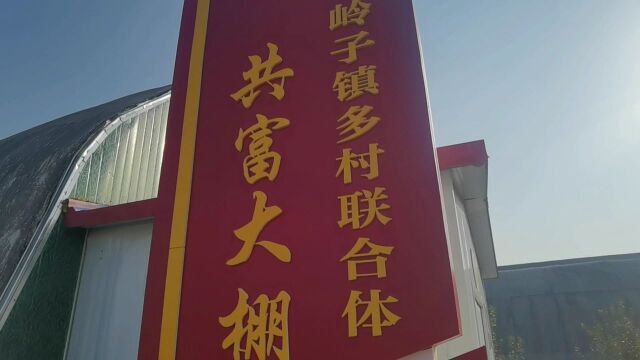 淄川区岭子镇:西红柿打杈农事忙