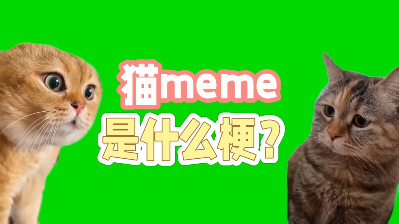 猫meme是什么梗?晋升原神、恋与制作人、代号鸢玩家最爱的生草二创?