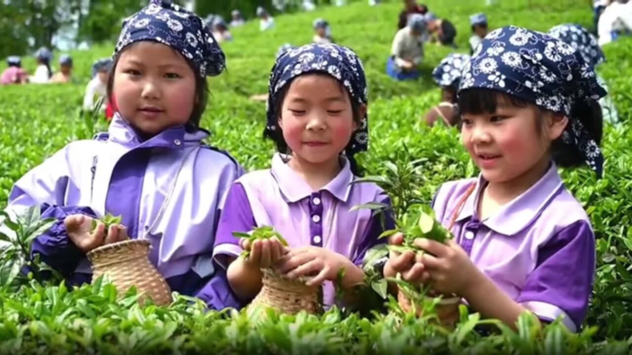 春茶生产大忙季节 金华武义县的小朋友们当起了“小茶农”