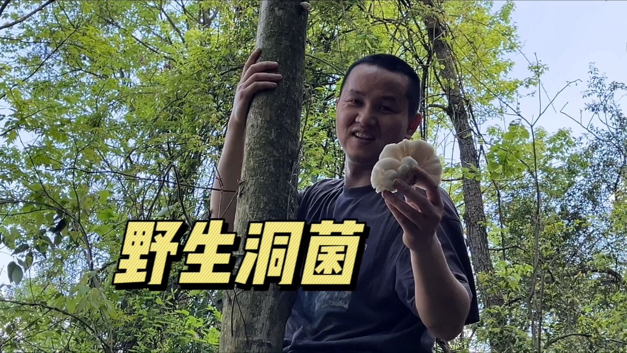 长在树上的野生菌,味道好极了