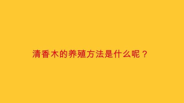 清香木的养殖方法是什么呢?