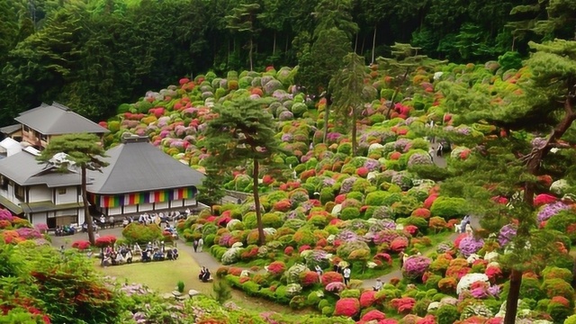 日本最奇葩的寺庙,一年四季花开满寺,大部分名花来自中国!