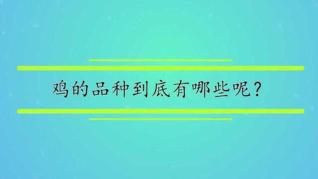 鸡的品种到底有哪些呢?