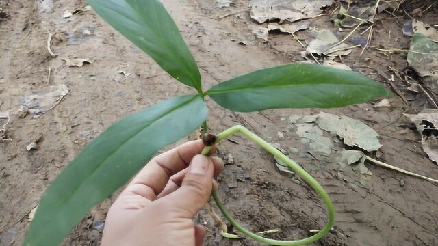 农村一草本植物半夏,很多止咳化痰药里面就有它,认知一下吧!