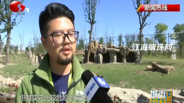 新闻追踪:“迷路”小熊猫在动物园安了家