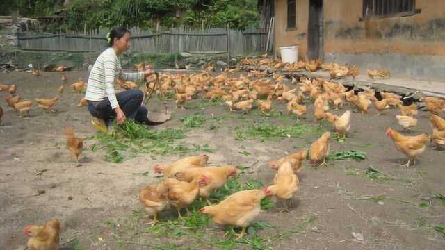 怎样才能养好肉鸡?肉仔鸡饲养管理要点有哪些?快来了解一下吧