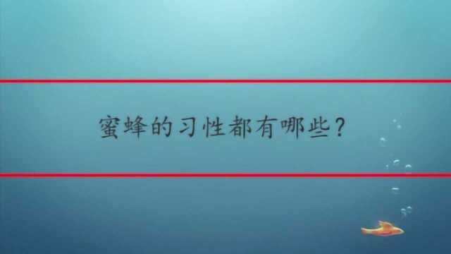 蜜蜂的习性都有哪些?