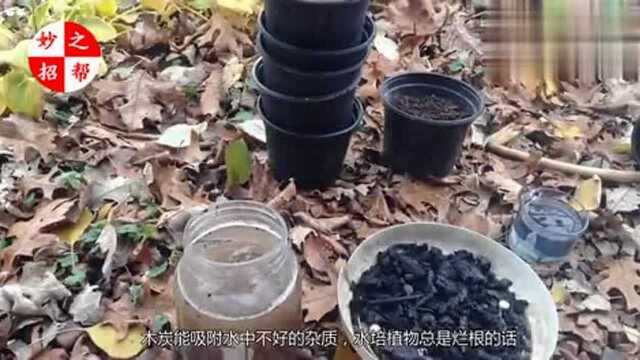 植物水培加点“料”!开花开到爆!更美更壮更好养