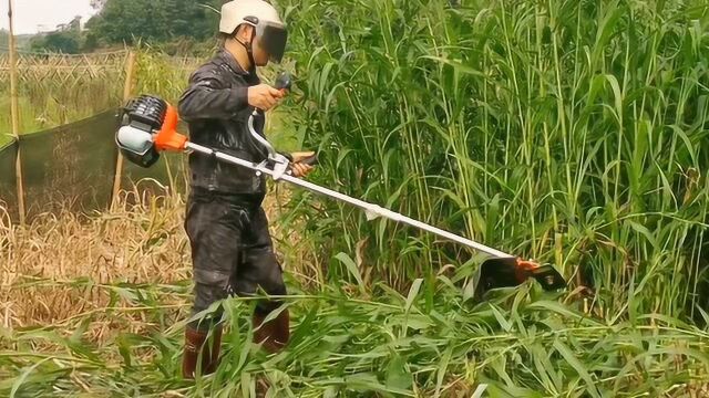 农村田地长满草,用这高科技割草机,半个小时就可以割一大片的草