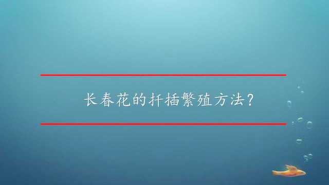 长春花的扦插繁殖方法?