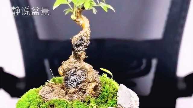 能工巧匠创作不拘一格的组合盆景,石头花盆配黄荆盆景,古朴奇特