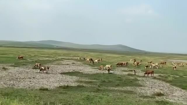 乌拉盖草原,草原真的是一个让人很放松的地方呀