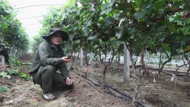 葡萄根系该怎么养护?小阳分享养护技巧,能有效提高葡萄产量