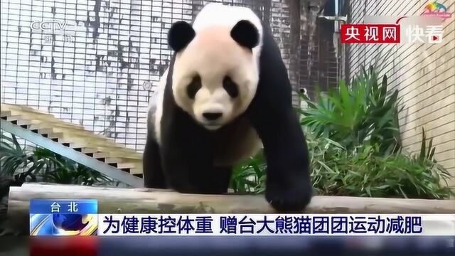 原来熊猫也有“中年发福”!赠台大熊猫团团做仰卧起坐奋力减肥