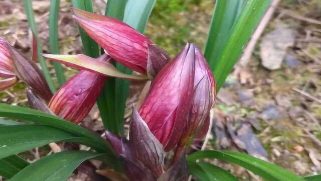 花苞来了,关键两点要做好,花芽又大又壮