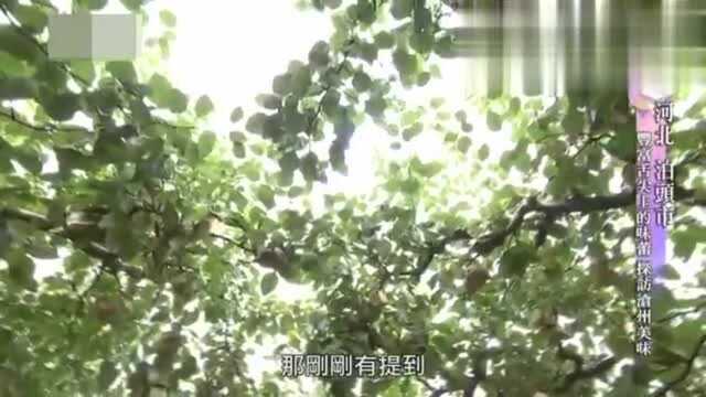 台湾省节目:为什么沧州泊头的鸭梨这么有名?