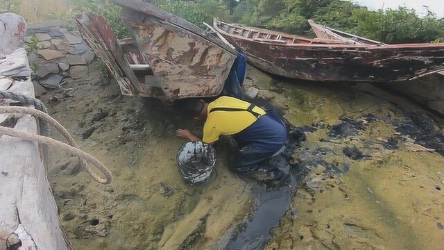 玉平今天赶海赚到了,在红树林发现一排沉船,下面藏的全是值钱货