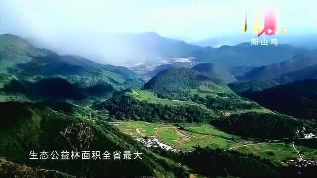 《广东名片》阳山鸡