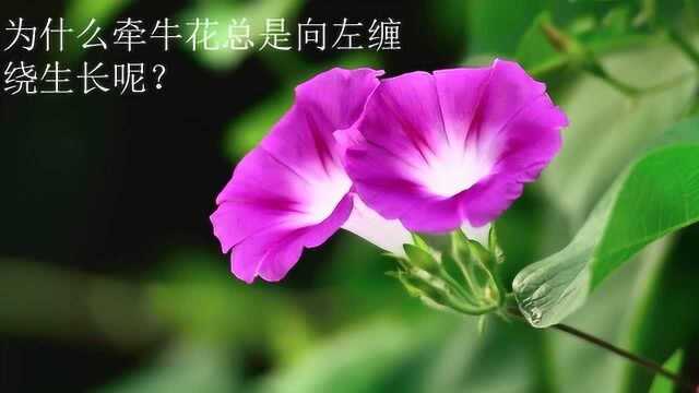 【阿鸡植物篇】牵牛花为什么总是向左缠绕生长?