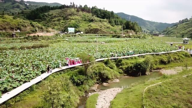 凯里市炉山洛棉村荷花节