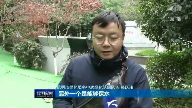 打造生态文明建设排头兵示范城市 我市700多条道路行道树“穿衣过冬”