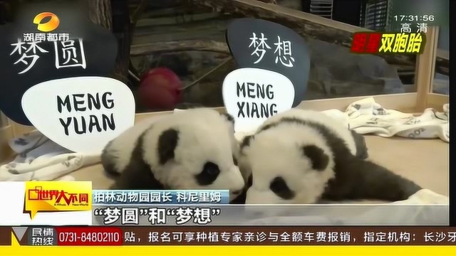 旅德大熊猫双胞胎宝宝名字揭晓 取名“梦想”“梦圆”