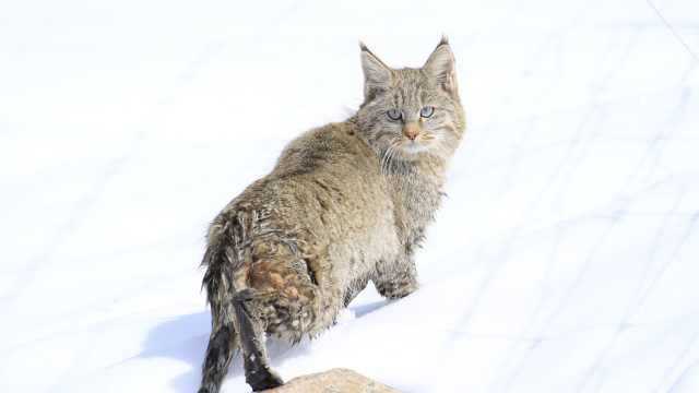 青海发现神秘猫科动物:系濒危荒漠猫,拍到珍贵正面影像