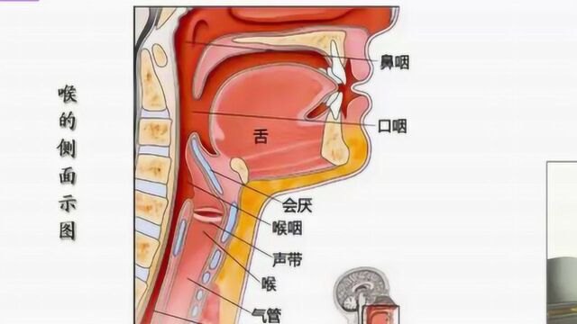 声音是怎么产生的,歌唱声音的秘密