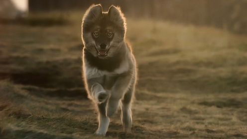 真实事件改编，传奇雪橇犬的一生，冒险片《多哥》