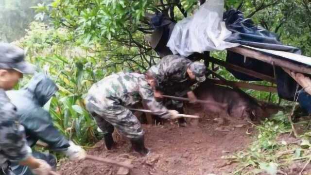 黑龙江村民修猪圈,刨砖竟挖出青铜龙宝,半夜发出怪异声引热议